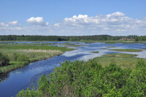 Sininen joki laskee matalaan järveen, jota ympäröi vihreä kosteikkoalue. Taivas on kirkas ja on kesä. Kuva Laukaasta.