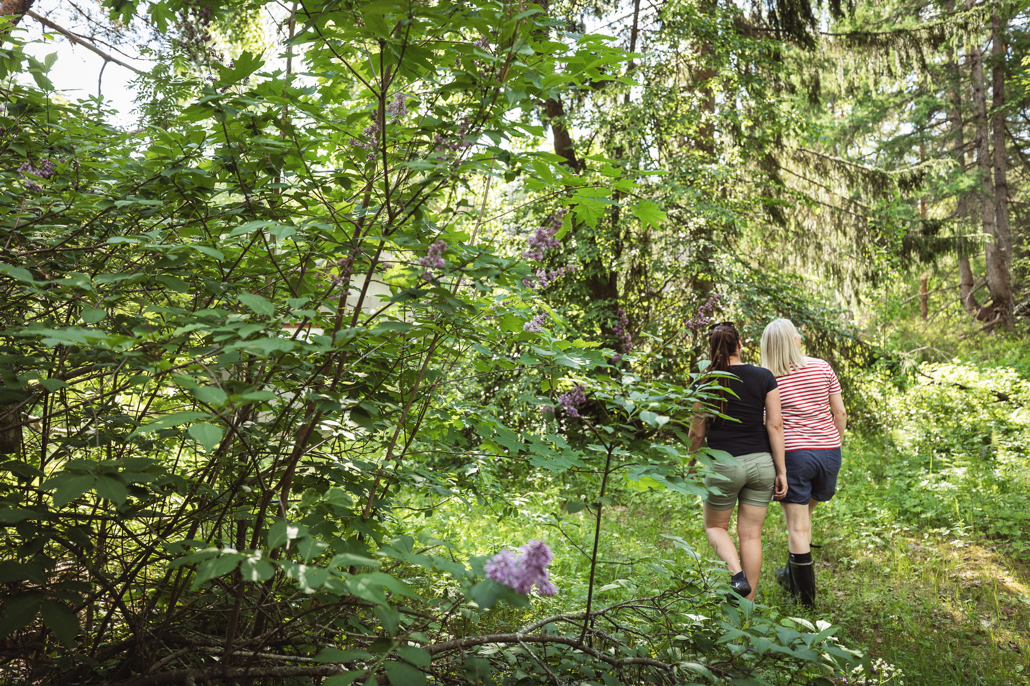 Kaksi henkilöä kävelee metsässä, selät kameraan päin. Kuvassa etualla syreenipensas ja taustalla puustoa ja ruohokasvillisuutta. Kuva on vain luonto- ja ilmastoviestinnän käyttöön.